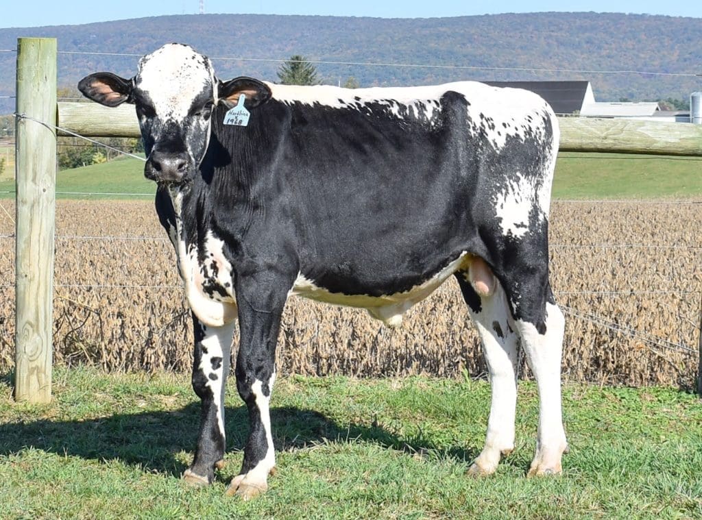 Lineback bull
