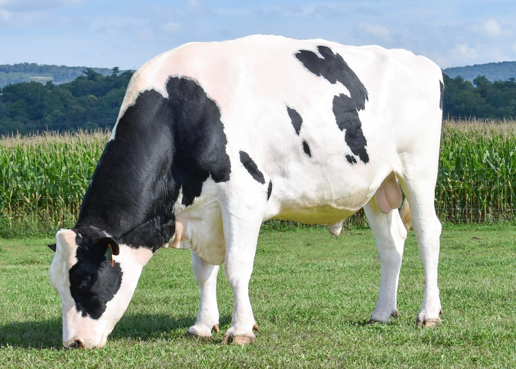 Holstein