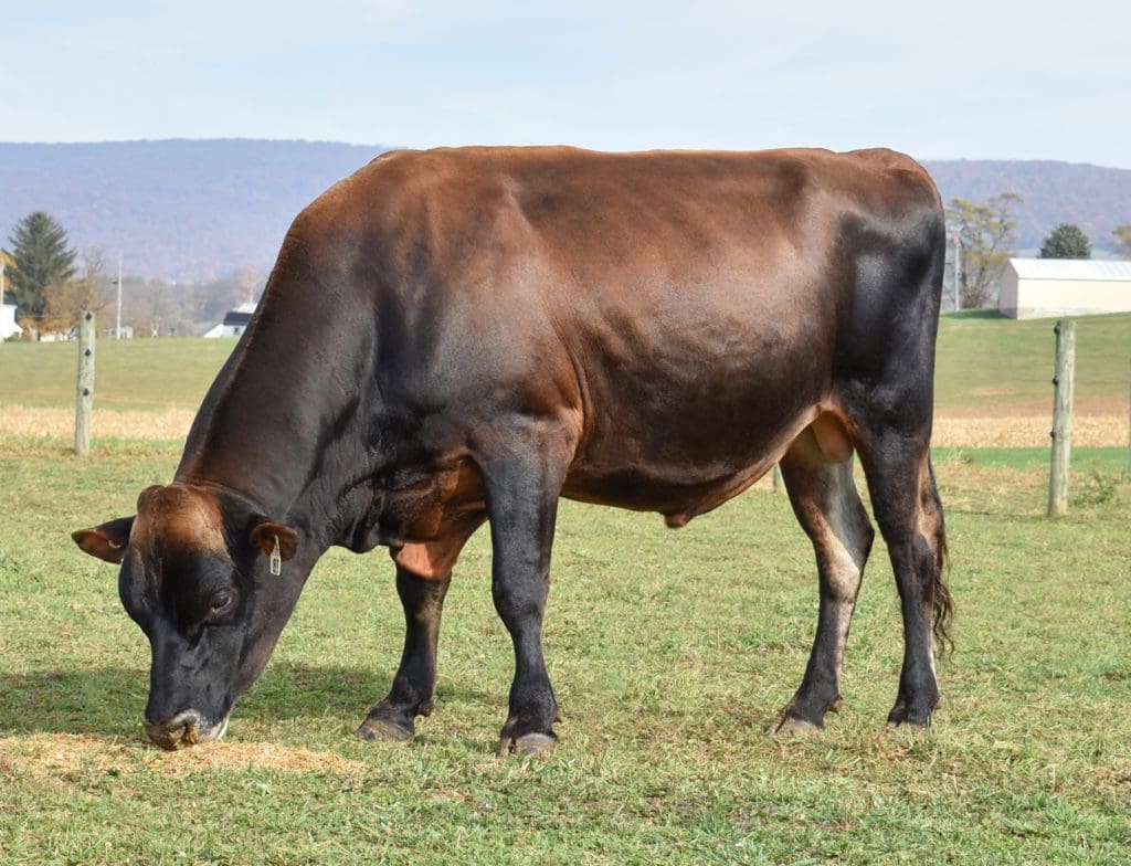 Jersey bull